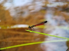 Libellago aurantiaca