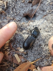 Aulacocyclus edentulus