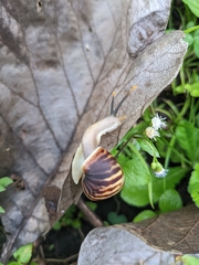 Amphidromus perversus