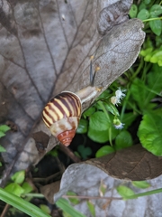 Amphidromus perversus