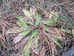 Viola gmeliniana