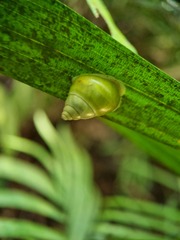 Amphidromus atricallosus