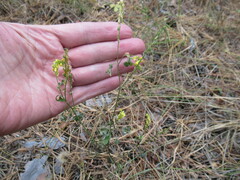 Melilotus suaveolens