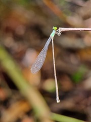 Amphicnemis gracilis