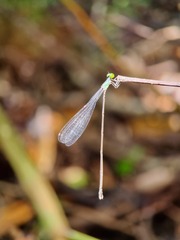 Amphicnemis gracilis