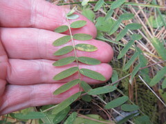 Vicia nervata