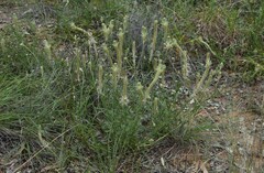 Ptilotus polystachyus