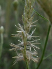 Ptilotus polystachyus