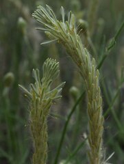 Ptilotus polystachyus