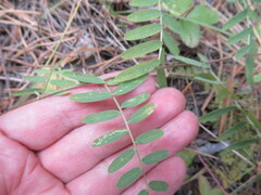Vicia nervata