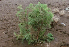 Tamarix nilotica