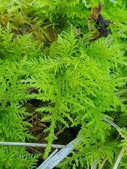 Thuidium tamariscinum