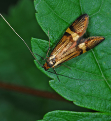 Nemophora degeerella