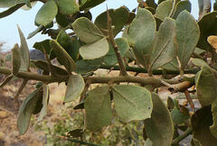 Balanites aegyptiaca