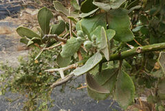 Balanites aegyptiaca