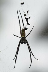 Trichonephila antipodiana
