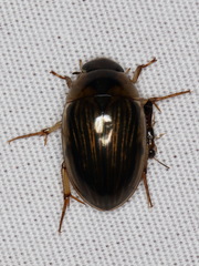 Tropisternus collaris