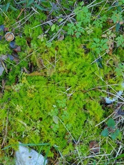Thuidium tamariscinum