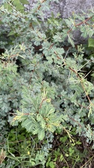 Vachellia