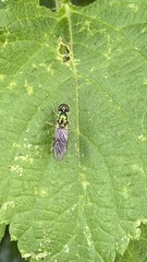 Sarginae