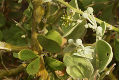 Balanites aegyptiaca