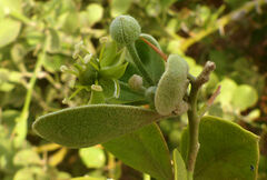 Balanites aegyptiaca