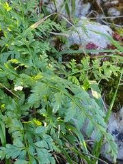 Asplenium adiantum-nigrum