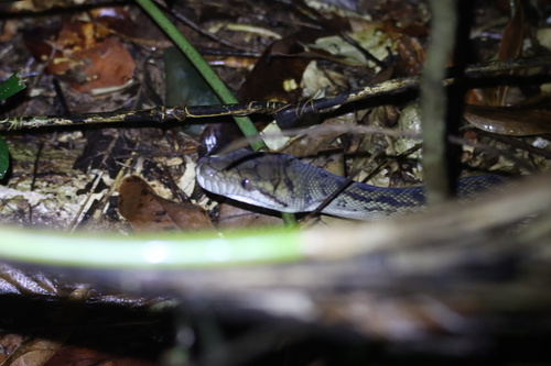 Australian Scrub Python sighting