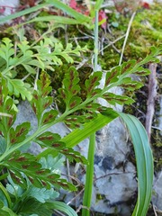 Asplenium adiantum-nigrum