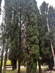Cupressus sempervirens