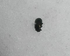 Phratora