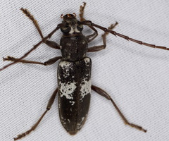 Enaphalodes taeniatus
