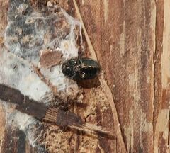 Phratora