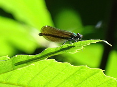 Calopteryx splendens
