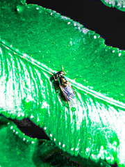 Microchrysa