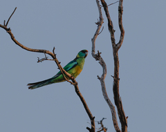 Barnardius zonarius barnardi