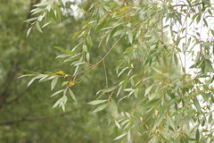 Salix