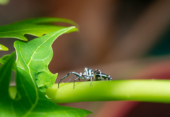 Cosmophasis micarioides