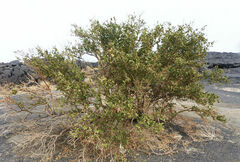 Balanites aegyptiaca
