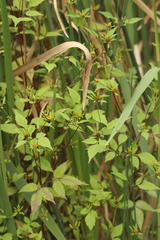 Bidens frondosa