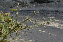Balanites aegyptiaca