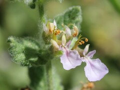 Teucrium scordium
