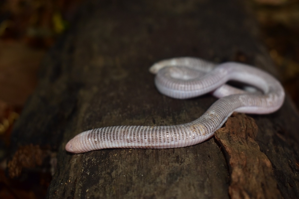 Whitheaded Worm Lizard