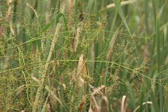 Alisma plantago-aquatica