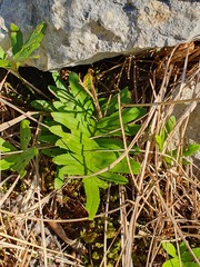 Polypodium cambricum
