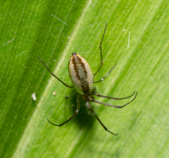 Mesida argentiopunctata