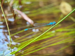 Pseudagrion microcephalum