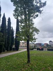 Camptotheca acuminata