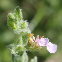 Teucrium scordium