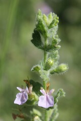 Teucrium scordium